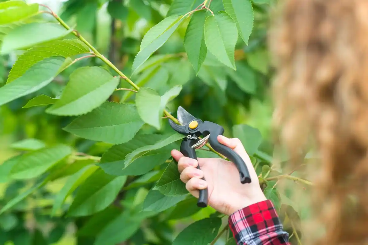 hand pruning apple tree spring Czech Republic