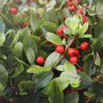 coffee grounds for fruit trees garden Czech backyard
