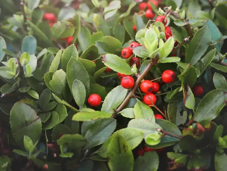 coffee grounds for fruit trees garden Czech backyard