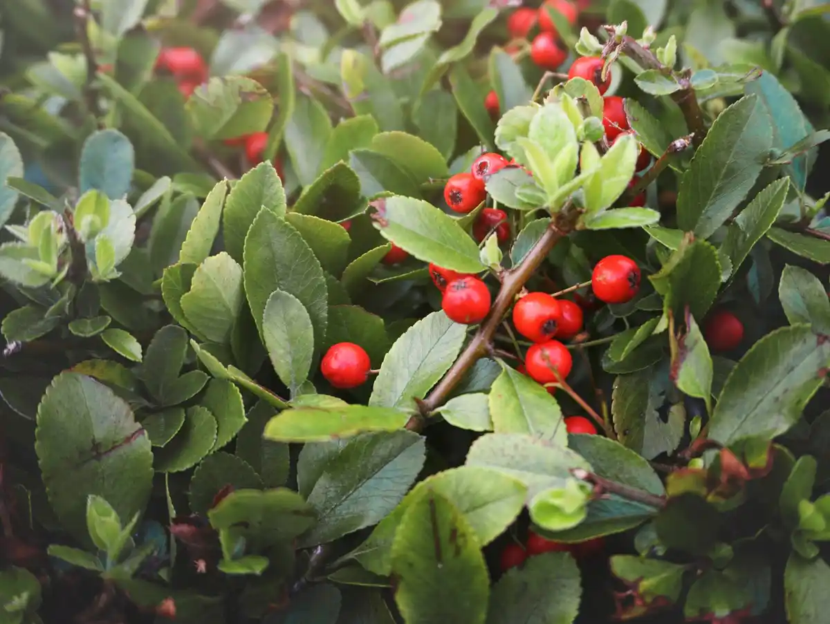 coffee grounds for fruit trees garden Czech backyard