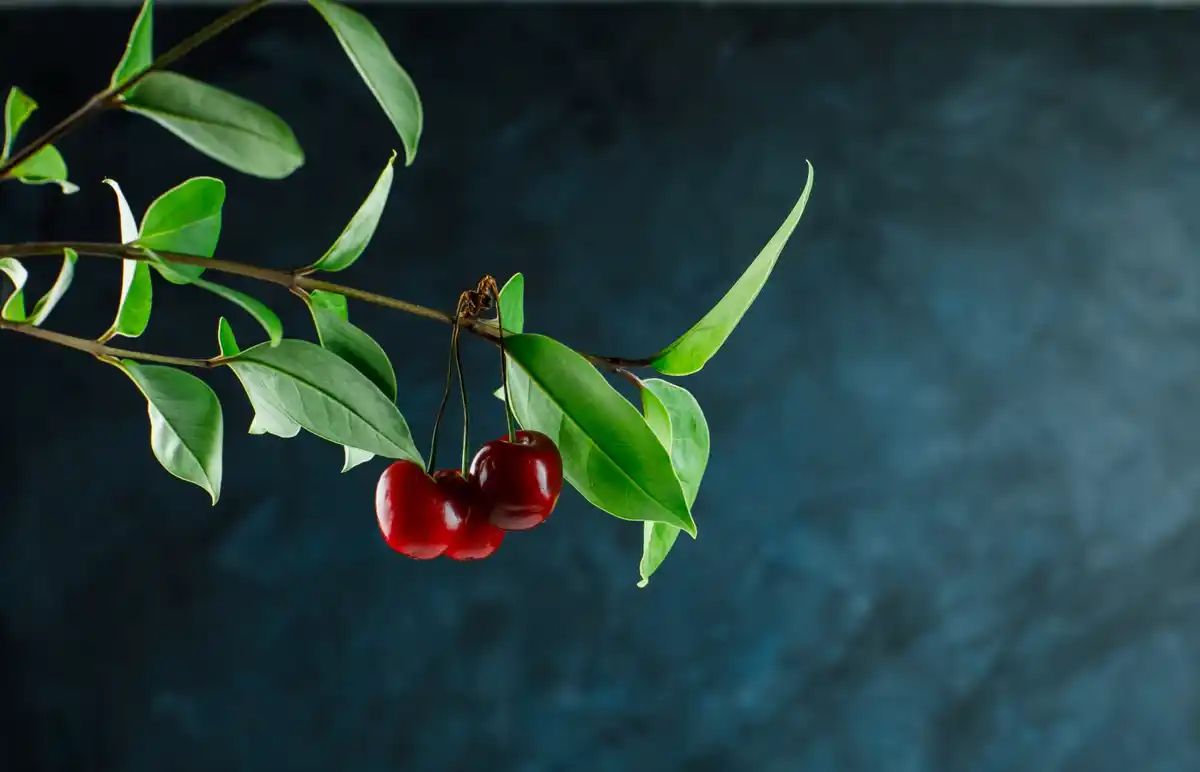 fruit tree blossoms with coffee grounds