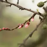 cherry tree disease spring pruning mistake Czech garden