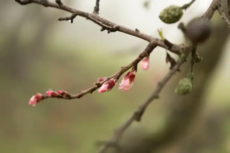 cherry tree disease spring pruning mistake Czech garden