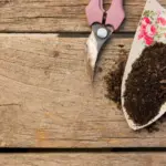 coffee grounds garden natural fertilizer vegetables czech