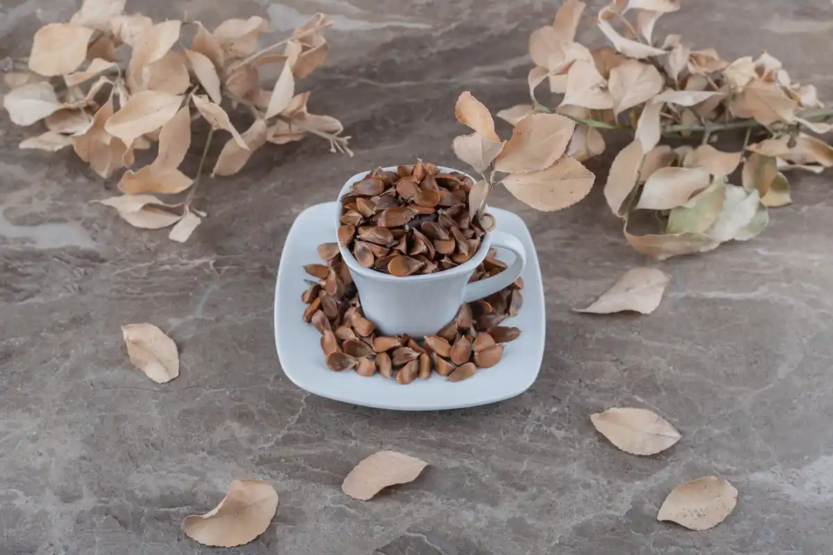 coffee grounds dry czech garden tomato plant