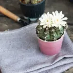 reuse pantyhose for houseplants care