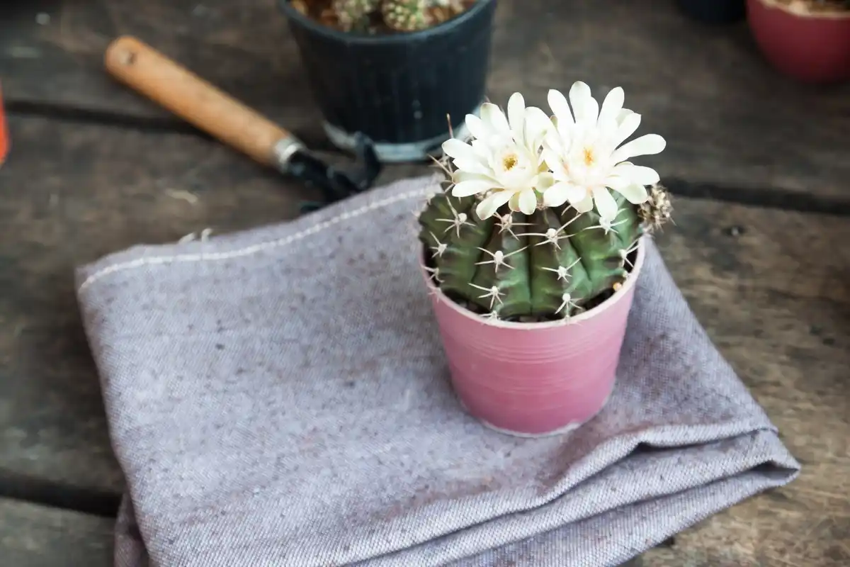 reuse pantyhose for houseplants care