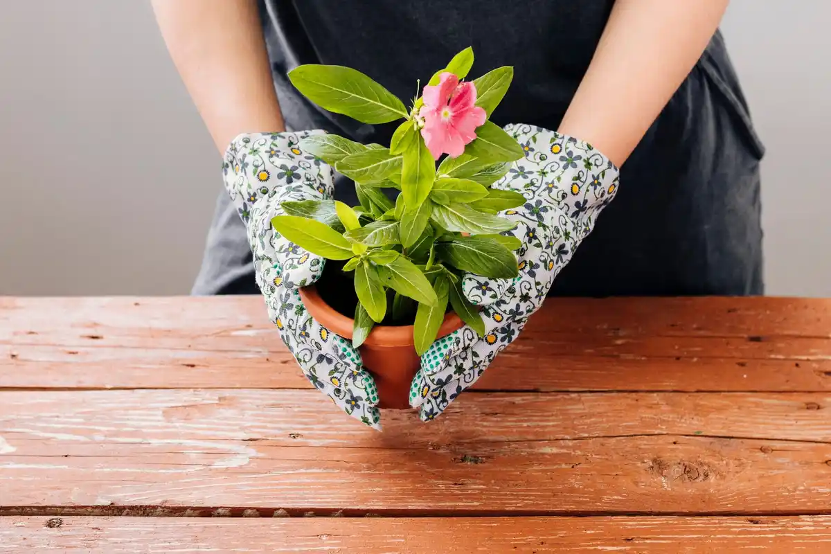 pantyhose filter indoor plant repotting