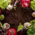 organic vs chemical fertilizer vegetables czech garden side by side