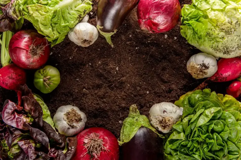 organic vs chemical fertilizer vegetables czech garden side by side