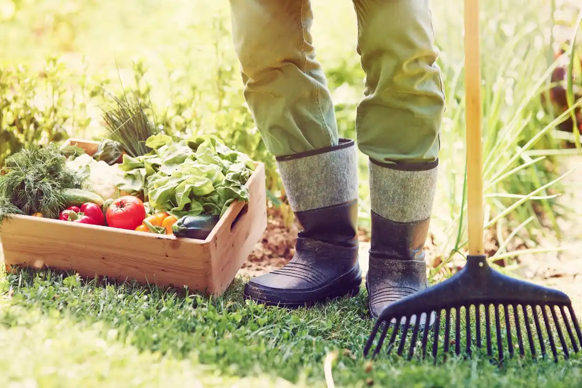 organic fertilizer in czech vegetable garden