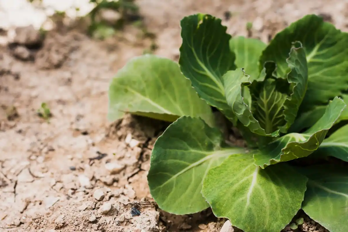chemical fertilizer comparison on lettuce, czech garden