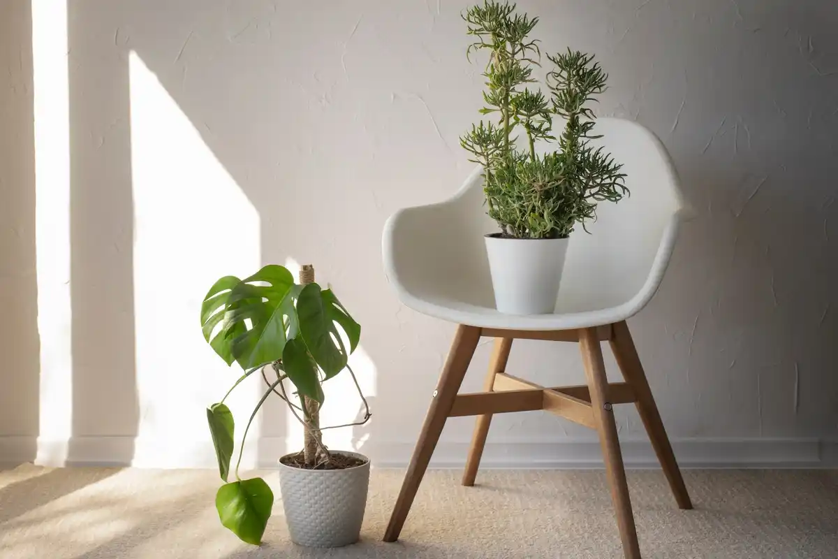 feng shui indoor plants modern living room