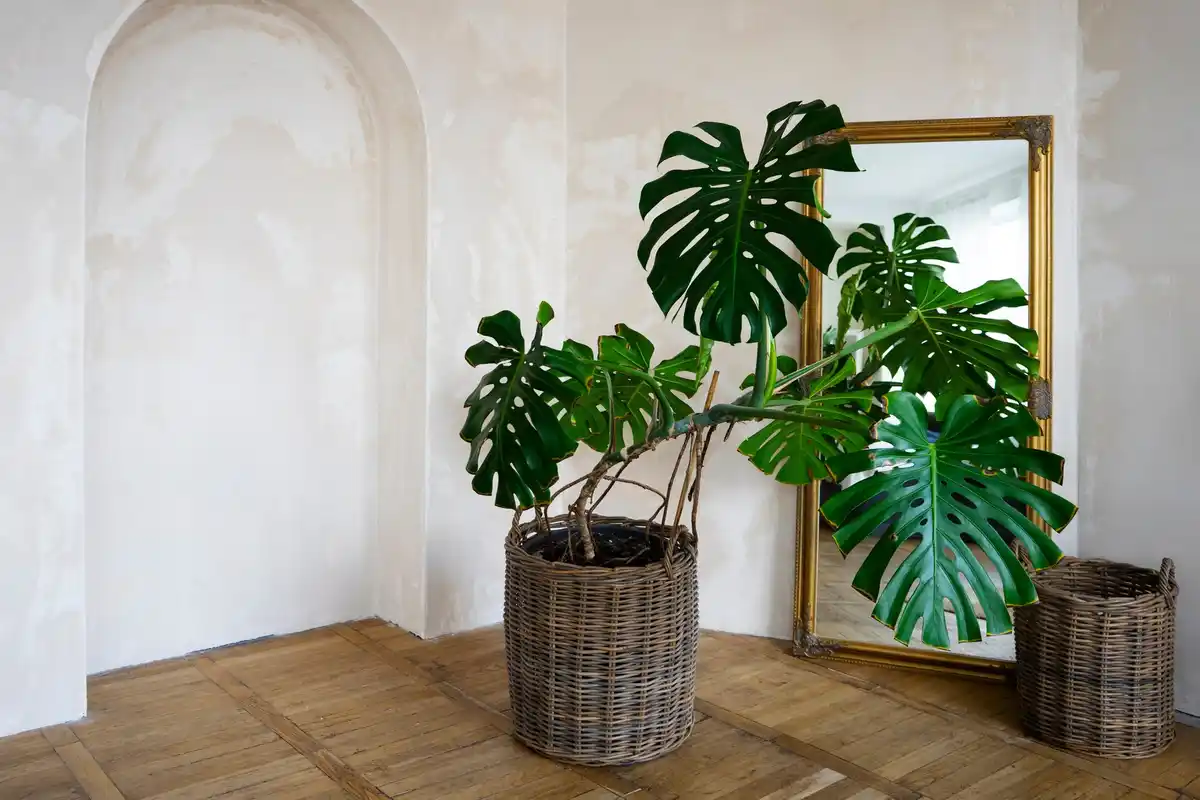 czech apartment feng shui plants wooden interior