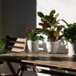 indoor plants best light placement czech home interior