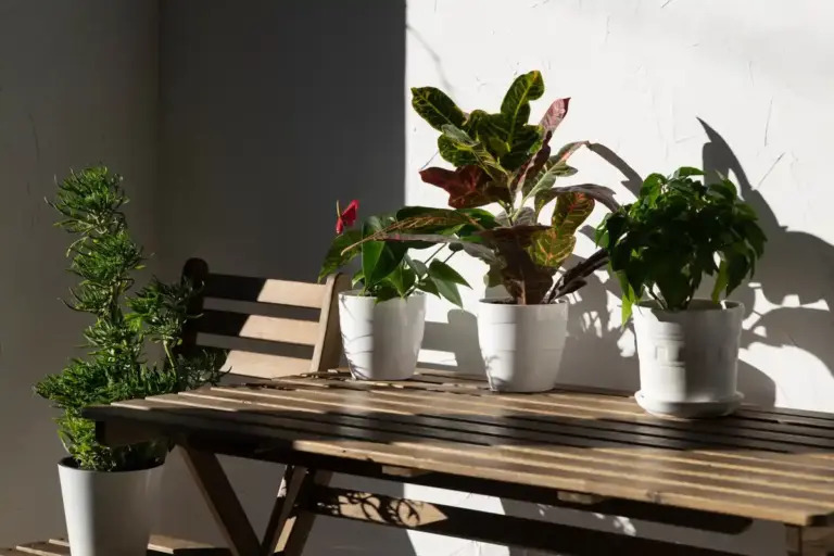indoor plants best light placement czech home interior