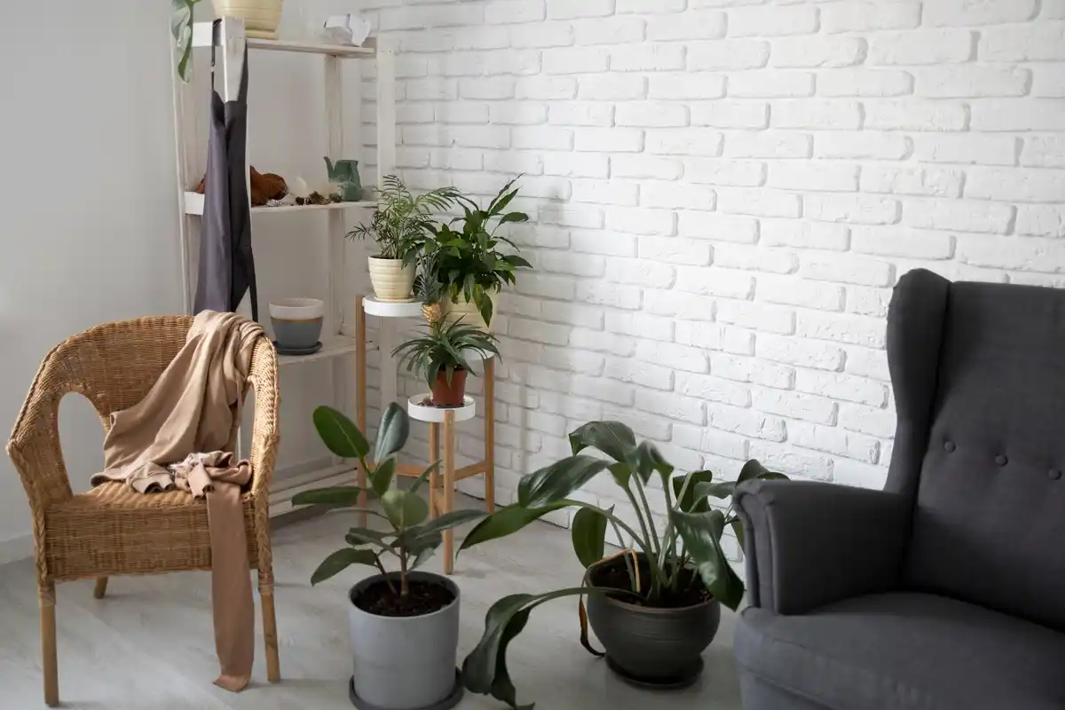 indoor plants different lighting levels home interior czech apartment