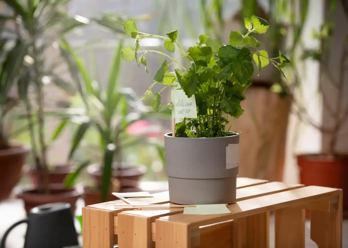 plant grow lamp small czech living room real life
