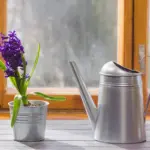 dying houseplant rescue method tea soil close up home window