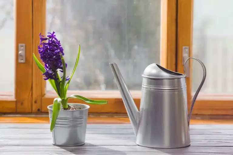 dying houseplant rescue method tea soil close up home window