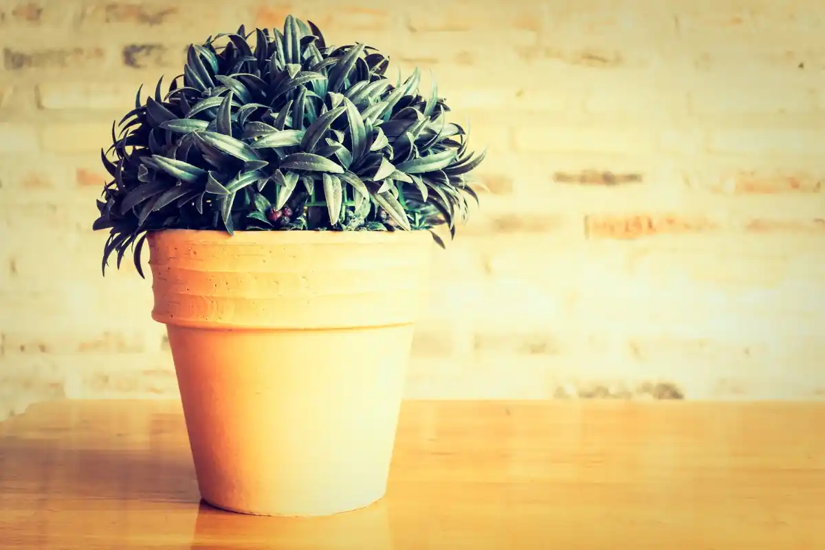 sick houseplant closeup leaves yellow home rescue
