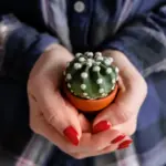 recycled socks for houseplants
