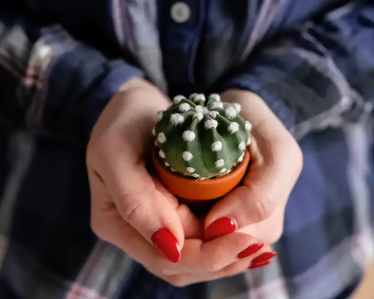 recycled socks for houseplants