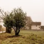 traditional czech apple orchard autumn