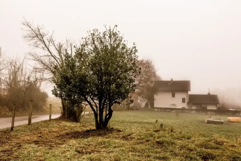 traditional czech apple orchard autumn