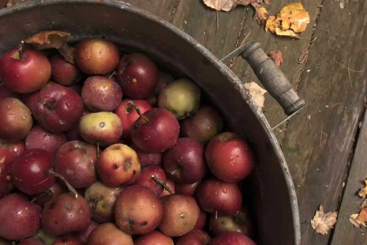 traditional czech apple varieties in garden