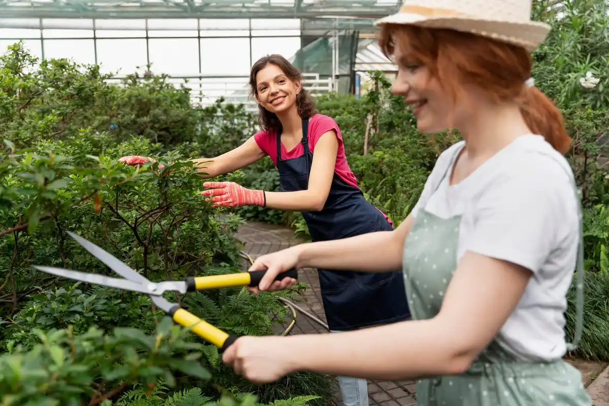 czech gardeners exchanging traditional fruit tree cuttings