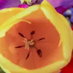 colorful edible flowers garden czech