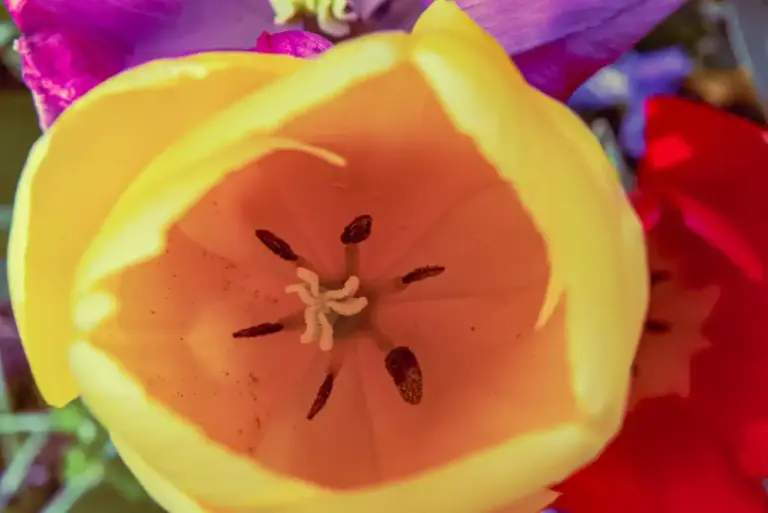 colorful edible flowers garden czech