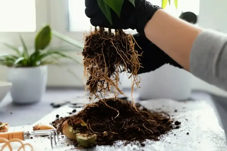 overfertilized houseplant roots closeup