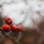 coffee grounds under fruit tree in Czech garden
