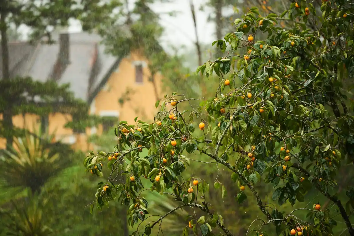 fruit tree in Czech garden with coffee grounds