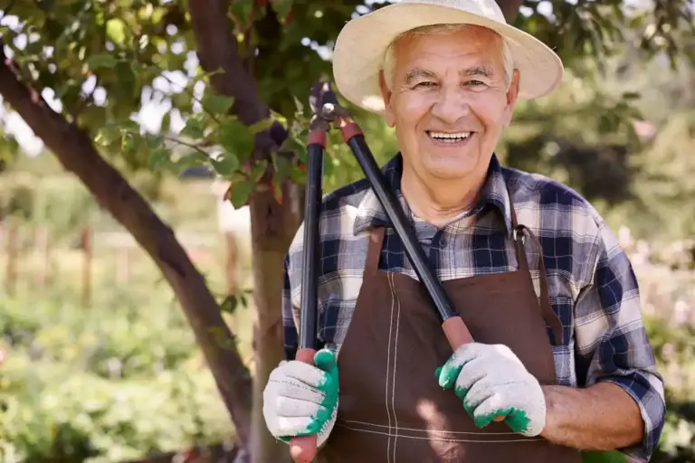 senior czech fruit gardener spring orchard mulch mulčování