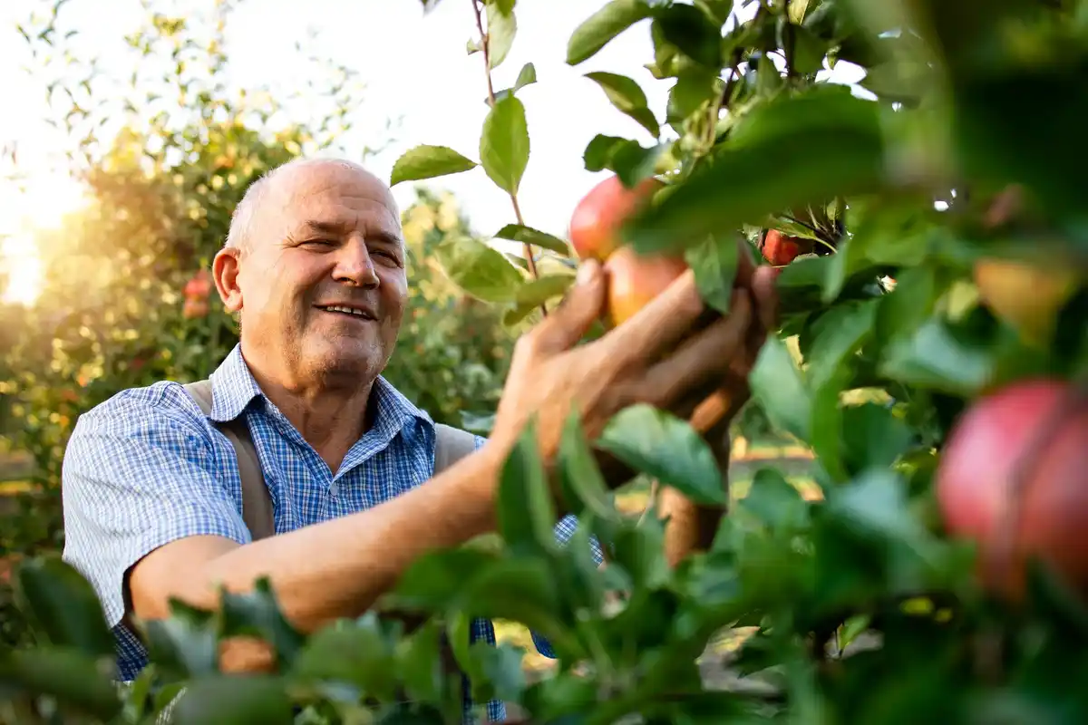 Czech senior gardening fruit orchard spring