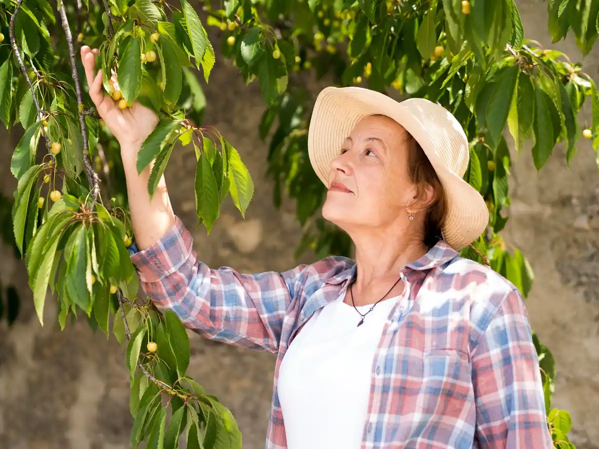 Pruning fruit orchard seniors Czech spring