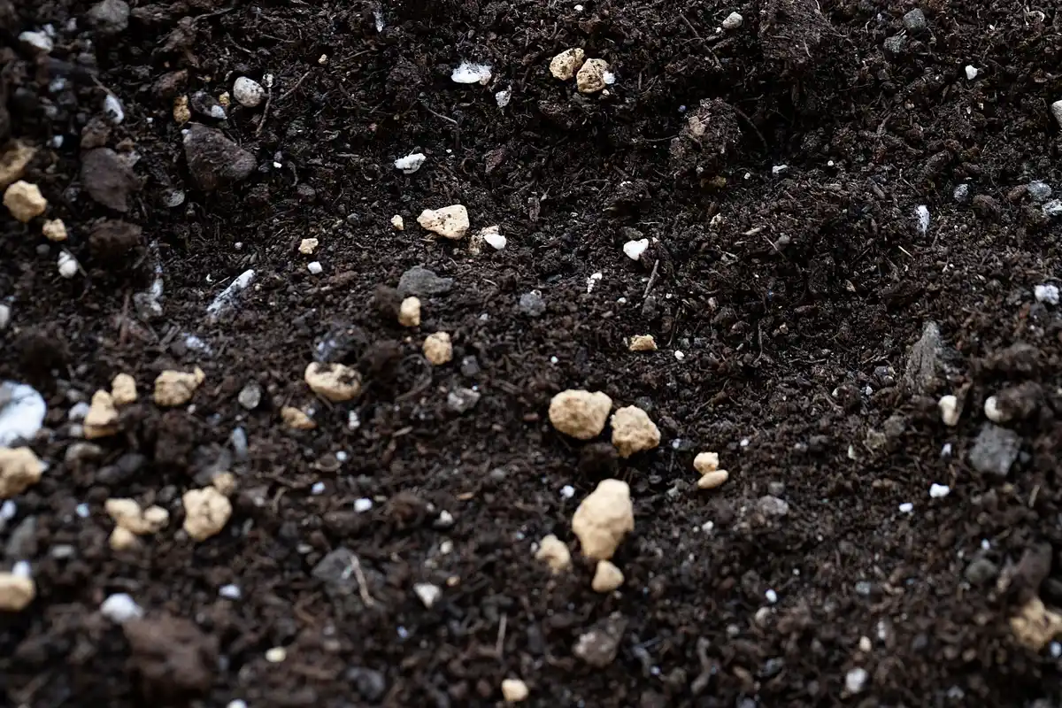 eggshells in garden soil close up