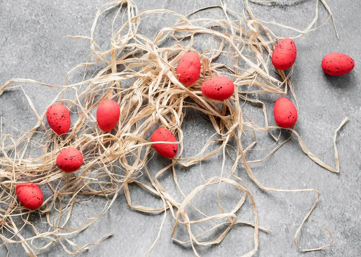 crushed eggshells as fertilizer on tomato plants
