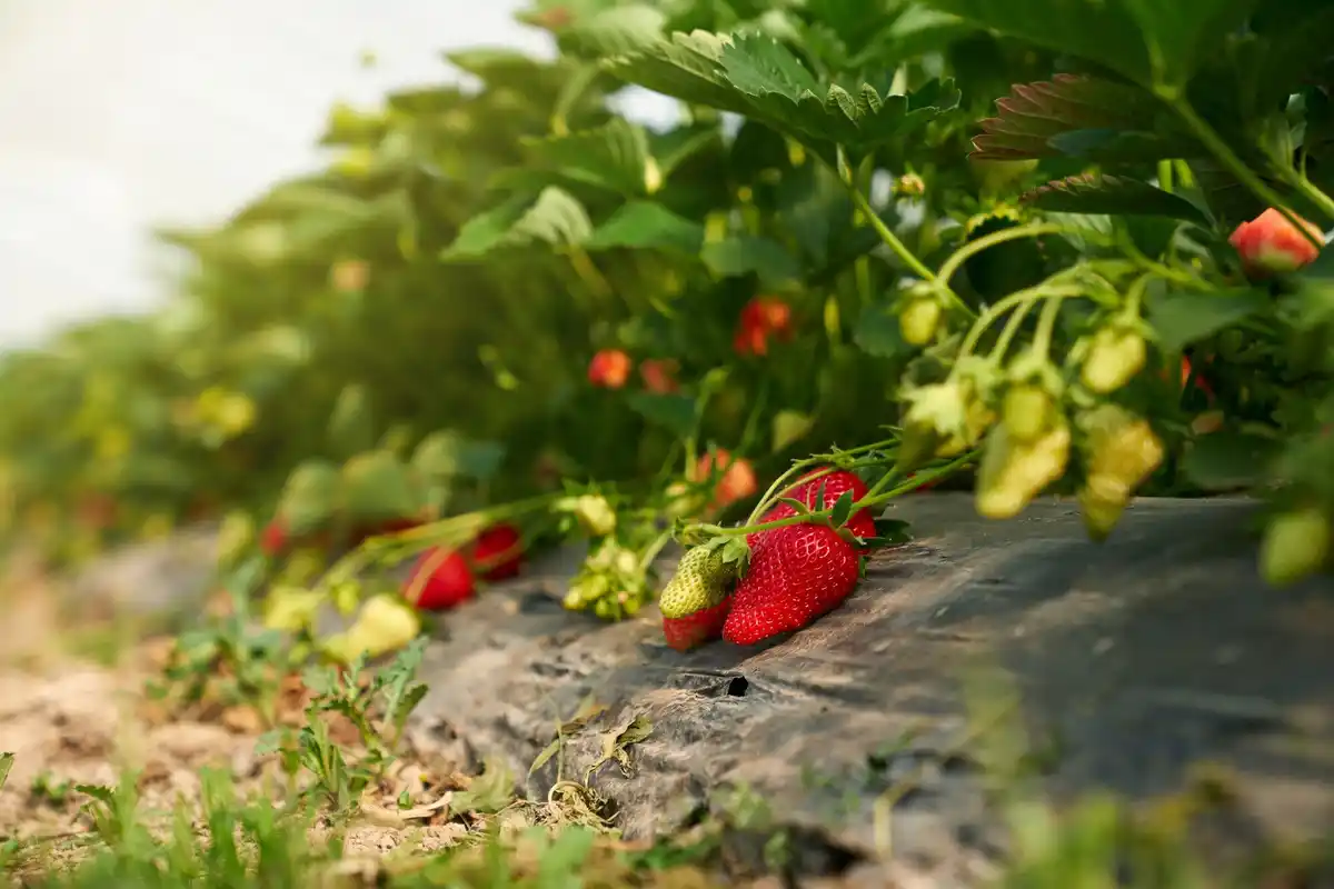 overgrown strawberry patch in garden
