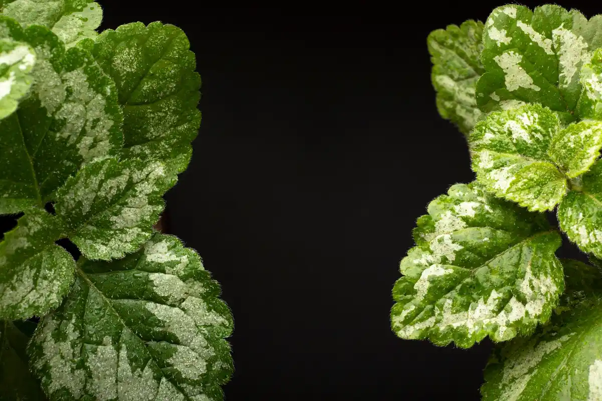 strawberry plants with grey mold disease