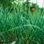 garlic natural pest control Czech garden