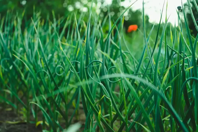 garlic natural pest control Czech garden