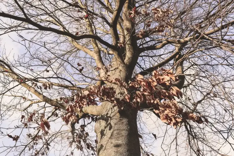 fruit tree girdling technique old tree no fruits