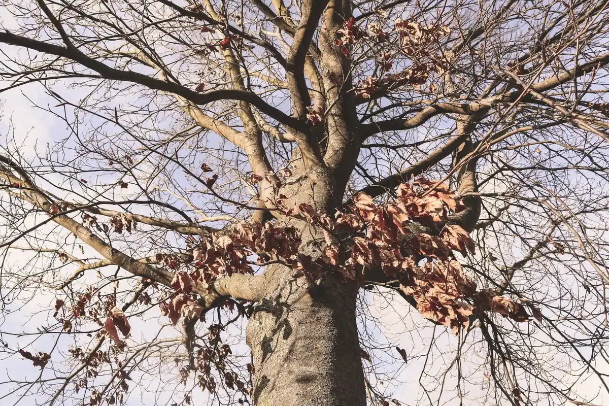 fruit tree girdling technique old tree no fruits