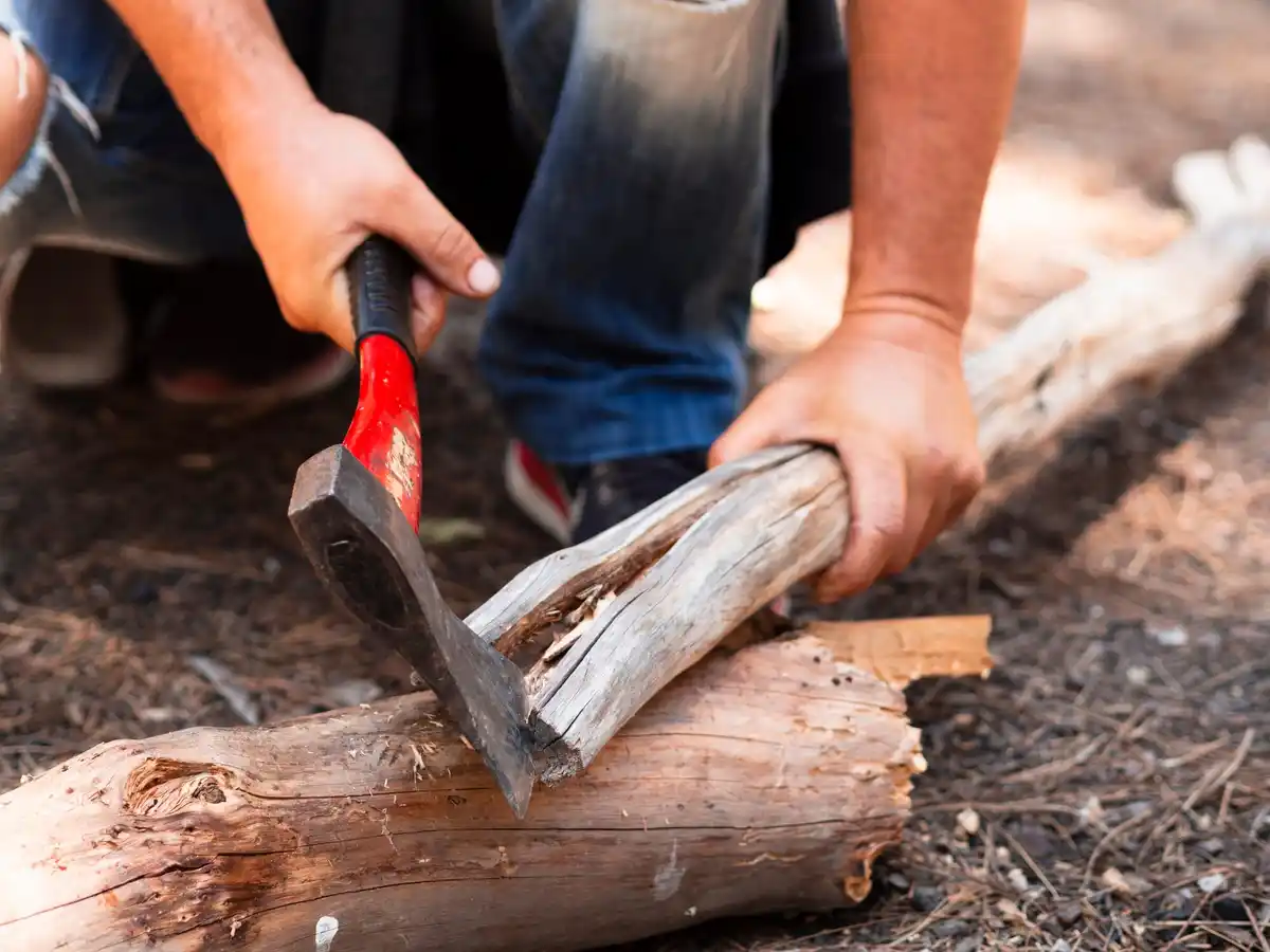 hand cutting fruit tree bark with knife spring garden