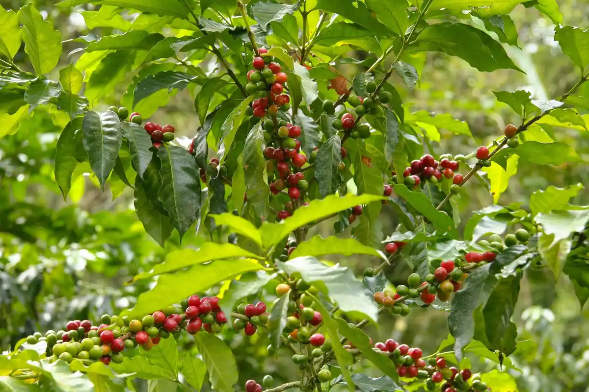 coffee grounds in garden Czech Republic