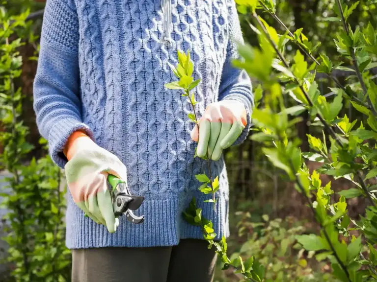 watering mistake young fruit tree orchard
